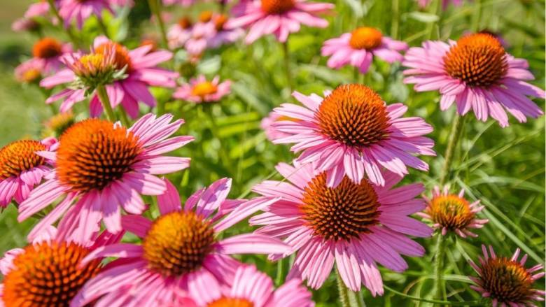 Tujuh Antibiotik Alami yang Aman dan Efektif